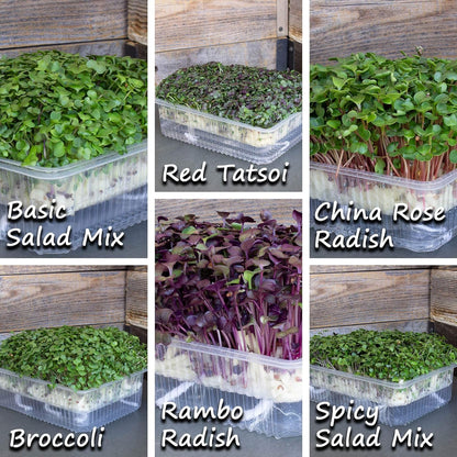 Mountain Valley Seed Co Self Watering Indoor Microgreens Kit - Hydroponic | Microgreens Growing Kit for Broccoli, Rambo Radish, Red Tatsoi, China Rose Radish, Spicy and Basic Salad Mix Seeds for Home